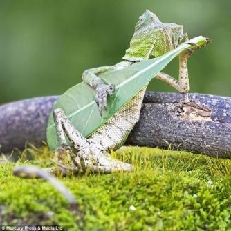 صورة طريفة .. سحلية تعزف الجيتار في إندونيسيا