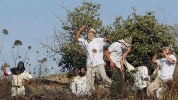 مستوطنون يهاجمون قاطفي الزيتون في بورين جنوب نابلس