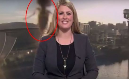 دبور عملاق يظهر خلف مذيعة - فيديو