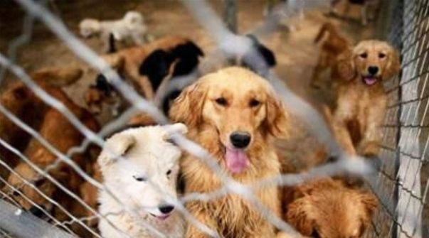 المرشح لتولي حقيبة الزراعة بكوريا الجنوبية: نسعى لإنهاء تناول لحوم الكلاب