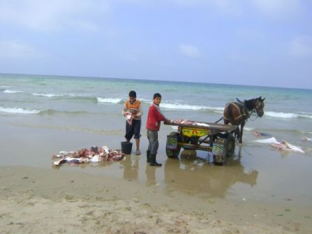 العثور على جثة سيدة ملقاة قرب شاطئ بحر غزة 