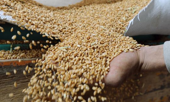 ‬ الأمم المتحدة: مصير اتفاق تصدير الحبوب لا يزال مجهولاً