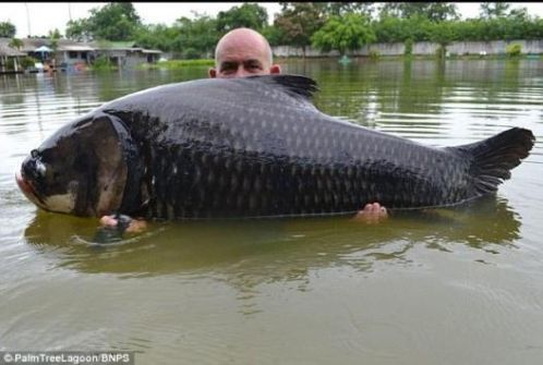 اصطياد أكبر سمكة استوائية في العالم