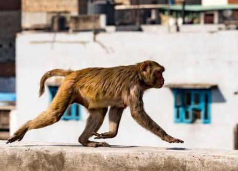 الصحة العالمية: السلوك الجنسي يسهم بالسيطرة على جدري القردة