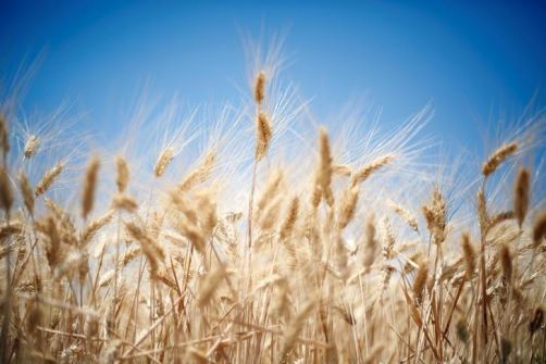 لبنان يقترح زراعة القمح في سوريا لسد احتياجات دول عربية