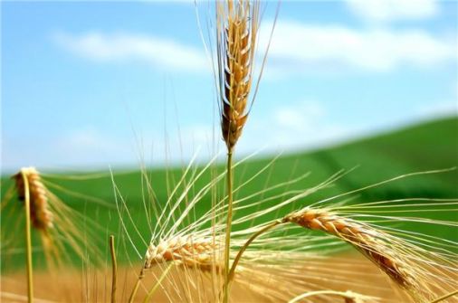  البذور السورية تنقذ محاصيل القمح في الولايات المتحدة